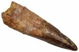 Fossil Spinosaurus Tooth - Real Dinosaur Tooth #345451-1